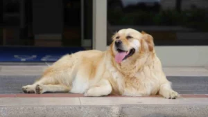 sokak-kopekleri-icin-umut-dolu-proje